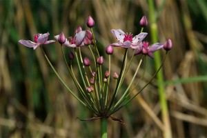 Giunco fiorito, Butomus umbellatus, foto di Francesco Pagliai