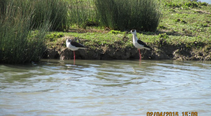 Alcune verità occulte sulla realizzazione del nuovo aeroporto di Firenze-Peretola