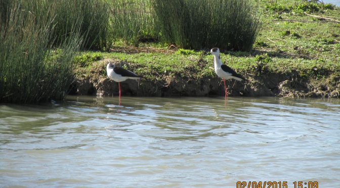 Devolvi il tuo 5 X 1000 alla nostra associazione           vas- vita ambiente salute ODV